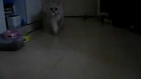 Video 11848611: cat chinchilla