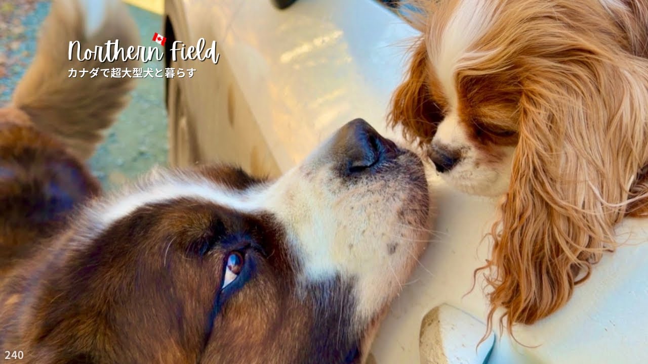 小さなキャバリア｜犬ご飯・ローフードって？とよく聞かれるので