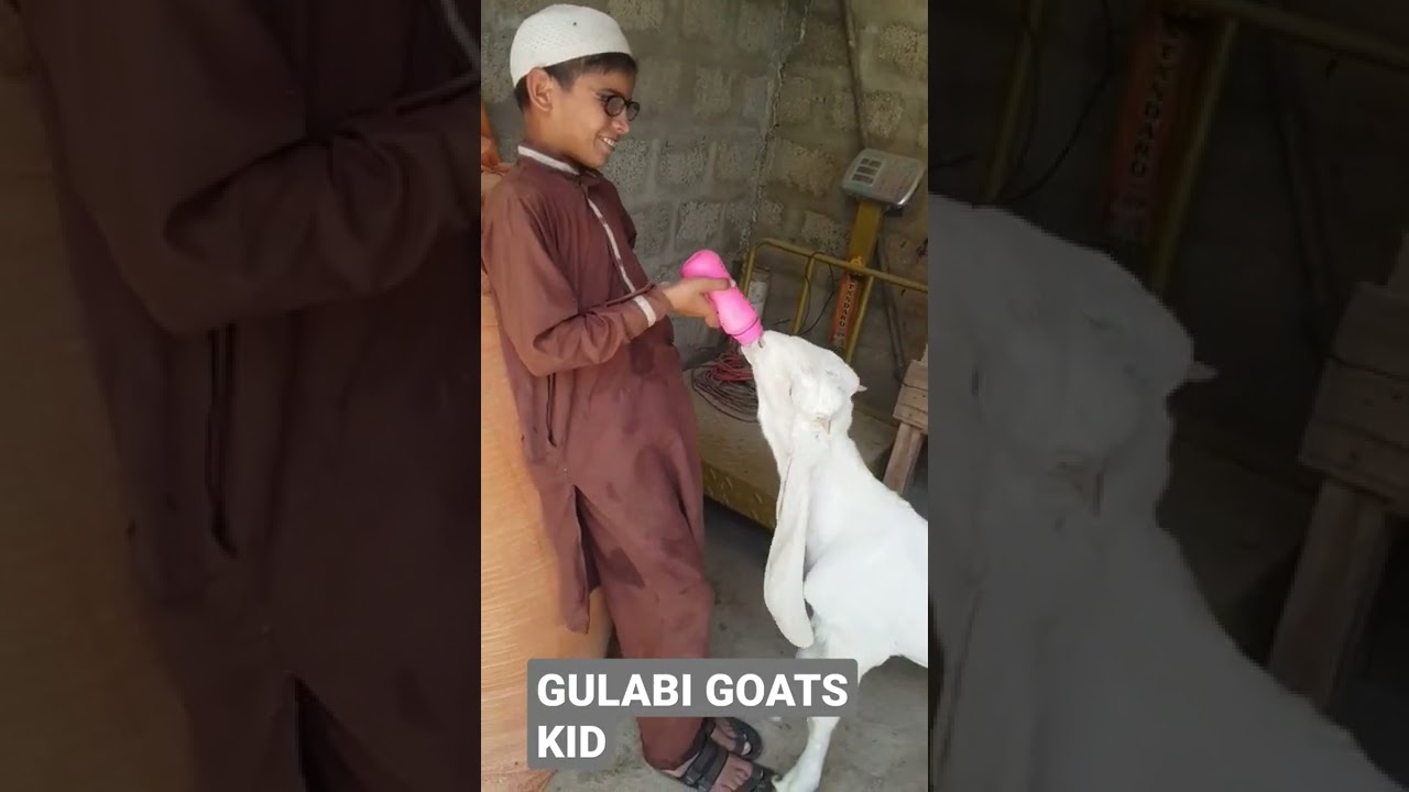 GOATS KIDS CARE TIPS || GOATS FEEDING TIPS || GULABI GOATS KIDS