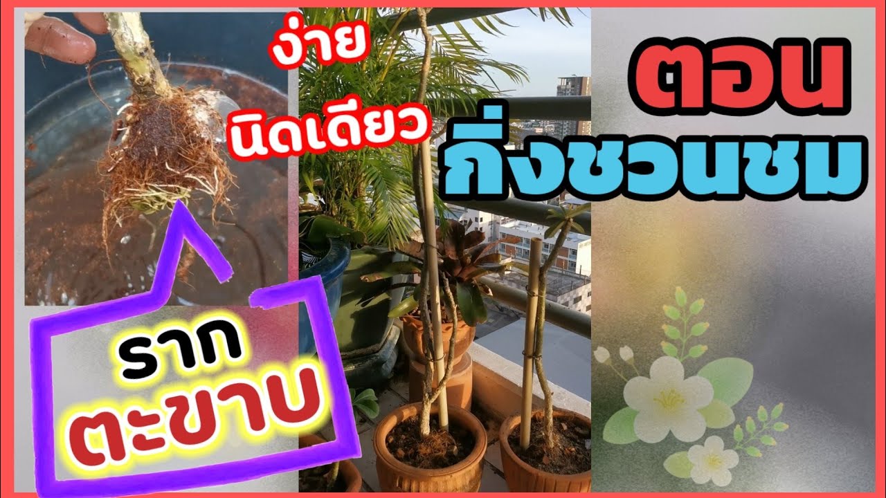 ตอนชวนชมให้มีรากรอบต้น​ สวยแบบบอนไซ