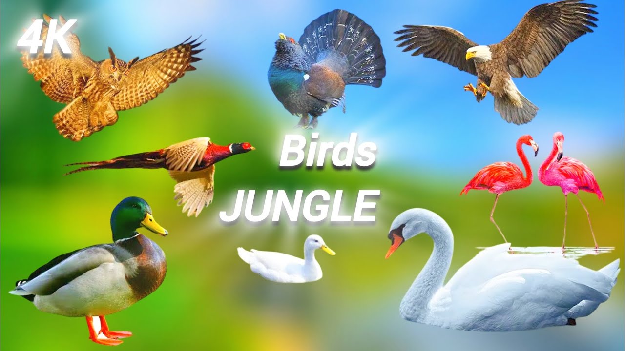 Cute Jungle Birds | Toucan,Owl,Duck,Parrot,Cormorant, Hummingbird | Cute animals.