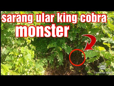 proses pencarian ular king cobra monster di semak semak yang rimbun