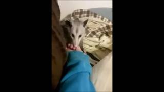 opossum slubbing on my bed while i play wii shop channel music