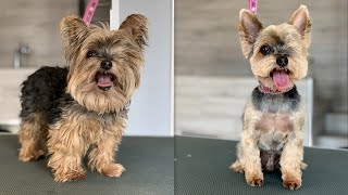 Neglected Yorkie Grooming ❤️