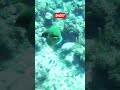 Eels gone wild! #shorts #scary  #scuba #animals #eels #funny