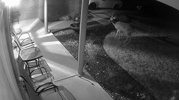 Reolink Captures: Interview with the Deer