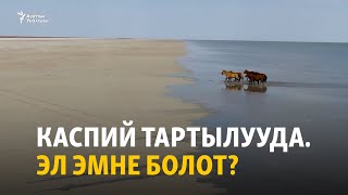 Экологиялык апаат: Каспий тартылып, балык азайды