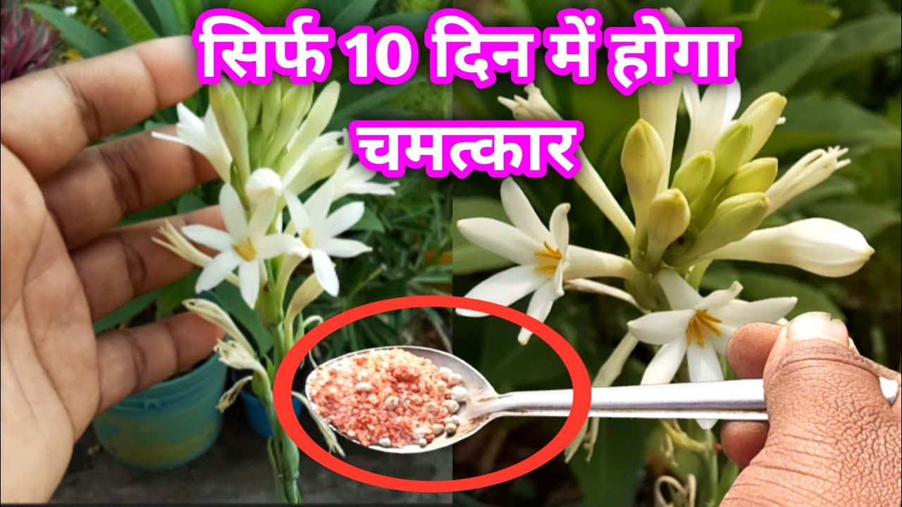 SECRET METHOD TO GROW RAJNIGANDHA / TUBEROSE IN A SMALL POT Tuberose