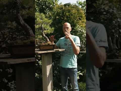 Video: Bonsai ağaclarının üslubu - Bonsaiyə necə başlamaq olar