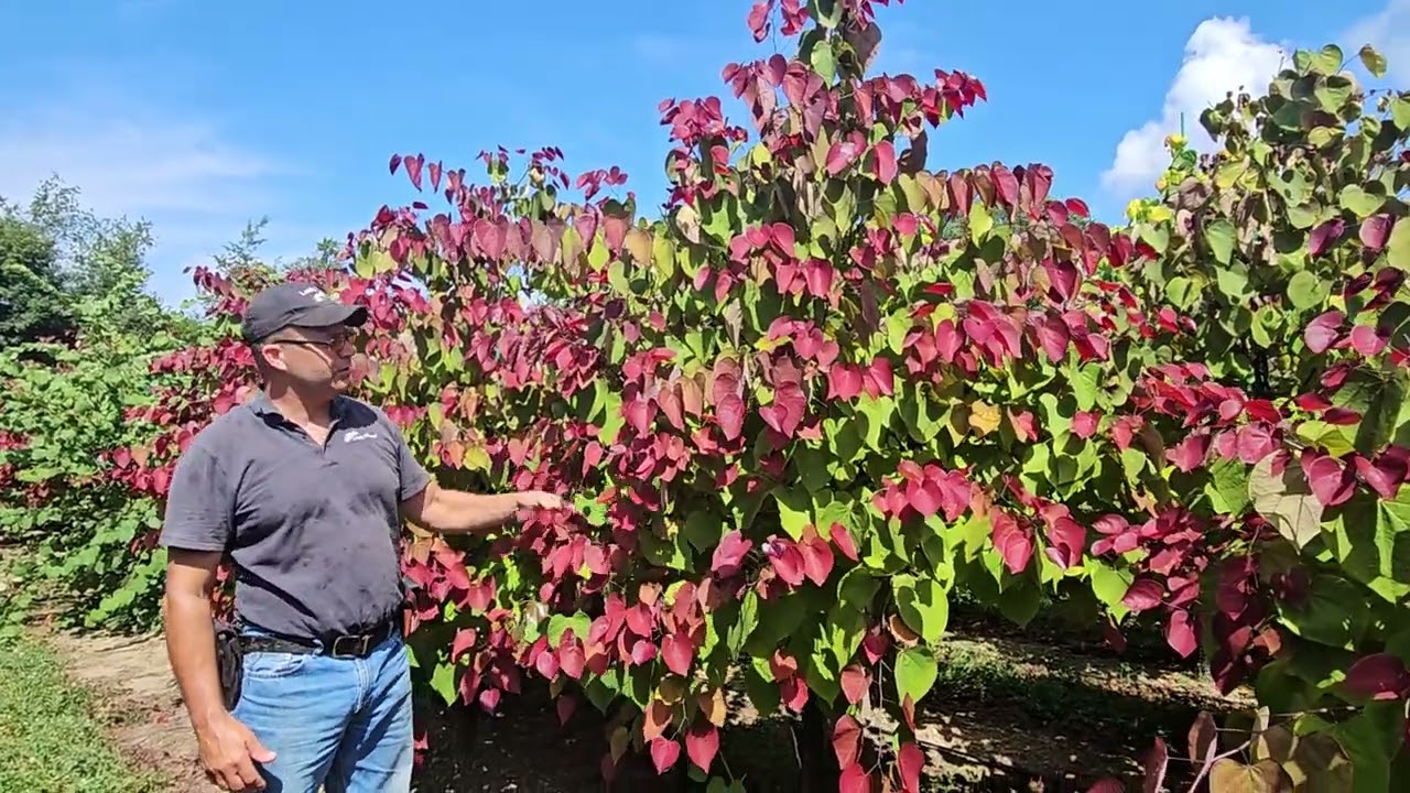 Cercis Flame Thrower_25