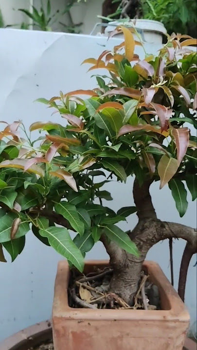 First Red balete Cascade style #pilingero #subscribe #like #thankyou #bonsai #bonsaitree #trending
