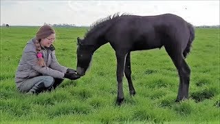 All Friesian horses to the field