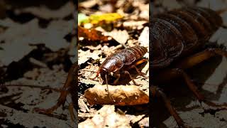 Realistic Cockroach Macro Video 🪳 | Close Nature Documentary#Cockroach #MacroVideo #Insect #Wildlife