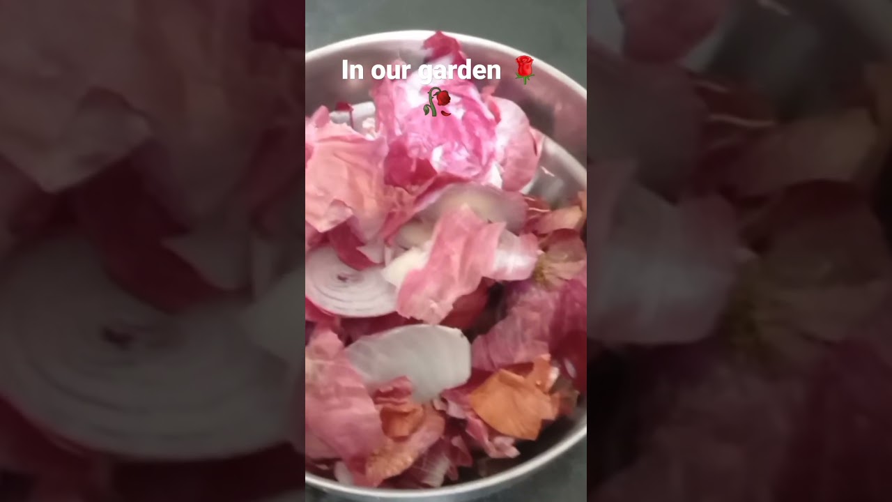 In our garden roses🌹🌹