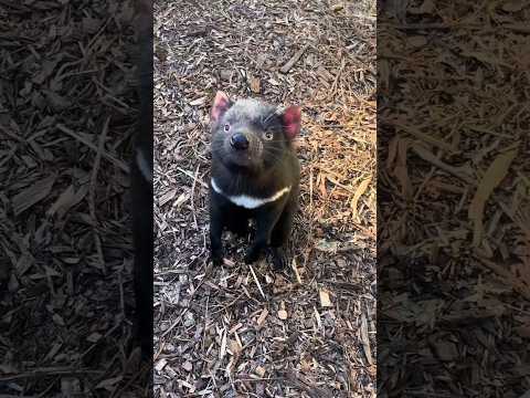 Has oído a los DEMONIOS DE TASMANIA??? 🦔 #tasmania #marsupial #fauna