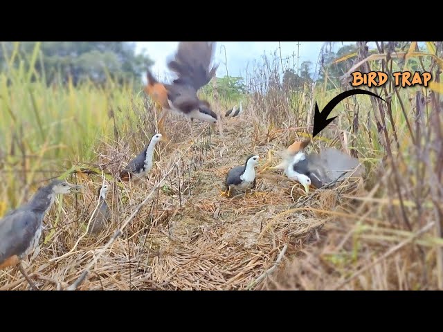 Set Amazing Traps to trap waterbirds in the rice fields class=