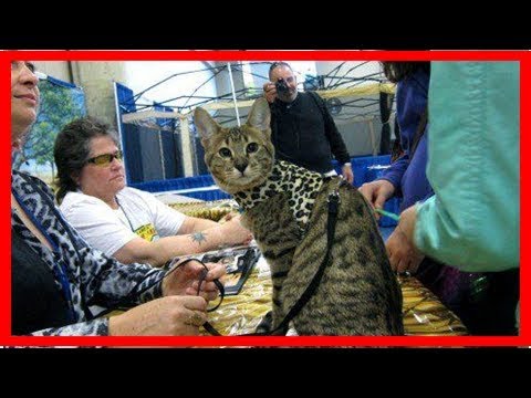 Video: Savannah Cats: A Hybrid Domestic Cat