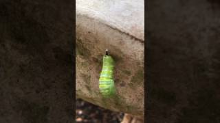 Butterfly Monarch Transformation to Chrysalis Metamorphosis Timelapse
