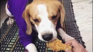 Django avoiding his favorite Krispy Fried Chicken🍗 Let's see how long he will 🤔