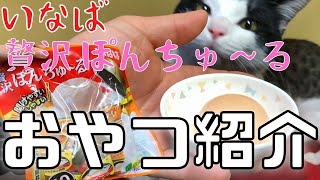 【おやつ紹介】いなば　贅沢ぽんちゅ～る！Introduction of cat snacks【保護猫】 #保護 #猫 #cat #野良猫