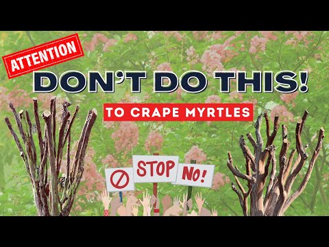 Video: Cutting Crepe Myrtle Knots - Bakit Nabubuo ang Knots Sa Crepe Myrtle Trees