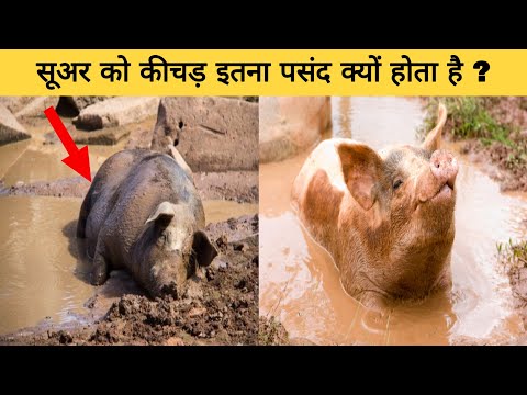 वीडियो: सूअरों के पास मवेशी क्यों होते हैं?