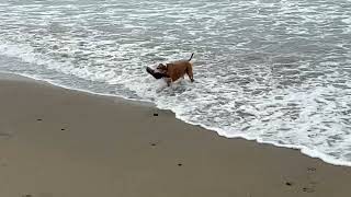 The VCA Animal Hospital's "24/7 Emergency" in Murrieta, CA kills our pets on weekends - WHY?