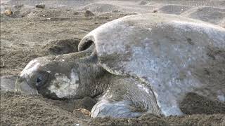 Sea Turtles Laying Eggs in Ostional National Wildlife Refuge, Costa Rica by Vinny Zanrosso 4,256 views 7 years ago 1 minute, 37 seconds