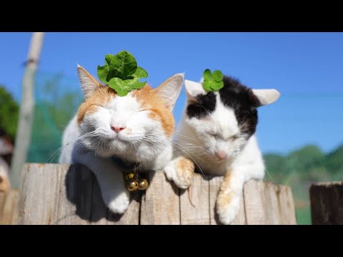 大の字猫 OFT (サマーセール開催中7/18-7/31) [大型 猫トイレ TALL WALL