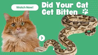Details Recognizing and Responding to Cat Snakebites: What Every Cat Owner Should Know Guide