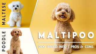 Maltipoo (Maltese × Poodle Mix) Dog Breed Explained – Pros & Cons