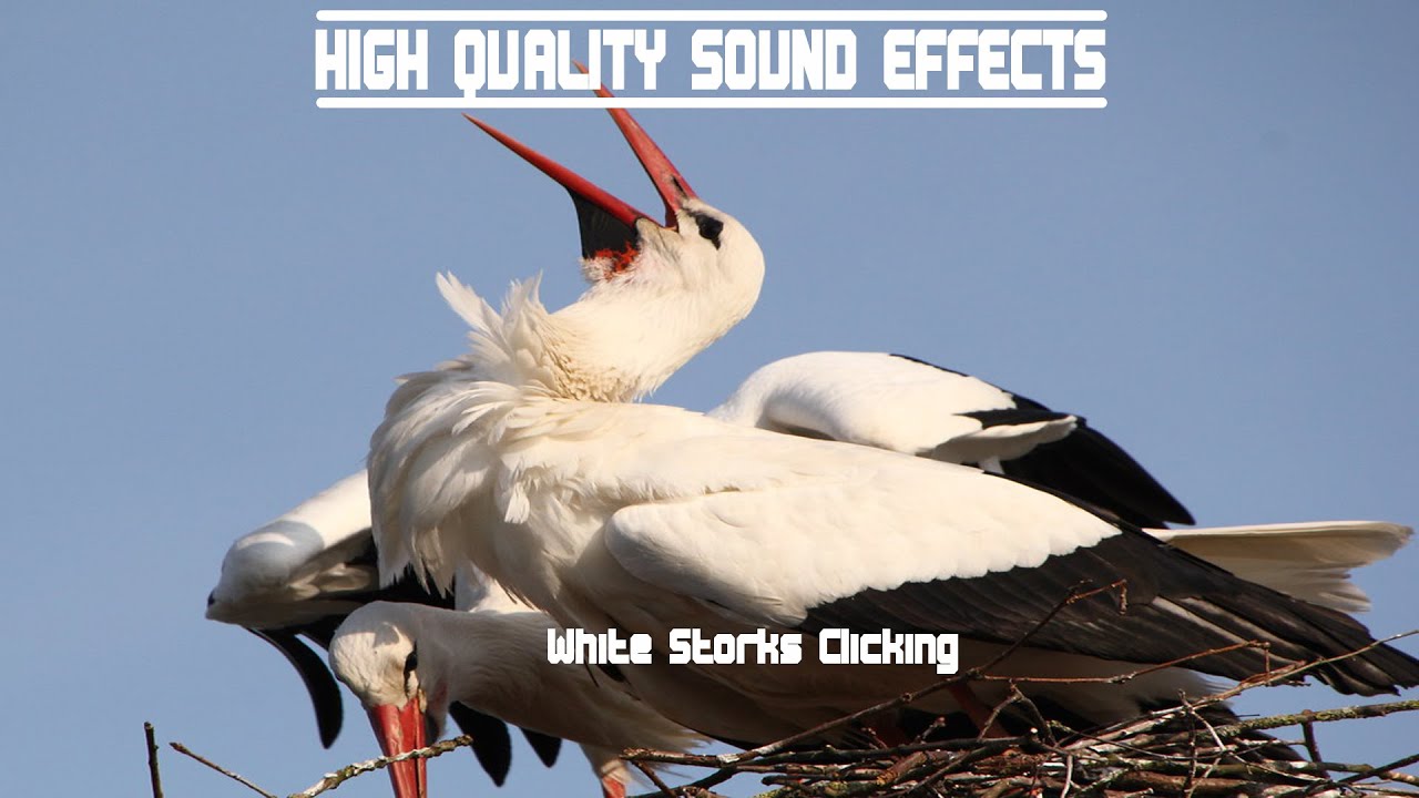 High Quality Sound Effects [White Storks Clicking]
