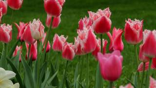 Flowers in the Park "Kolomenskoe" in Moscow, filmed on the canon 7d