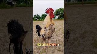 Rooster Crowing