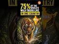 Without India, Wild Tigers Would Already Be Extinct