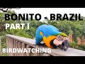 BIRDWATCHING IN BONITO - BRAZIL