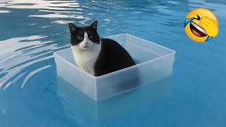 Lustige Tiere 2025 Tiervideos Zum Totlachen Du Wirst Nicht Aufhören Zu Lachen