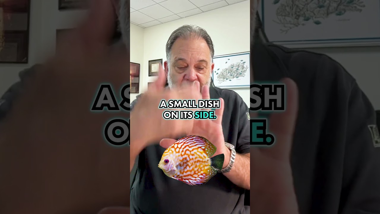 This 'Beginner’ Fish Isn’t Beginner-Friendly