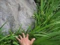 超古代文明234A「蘇我の入鹿(山田麻呂の寺)・五色人、神奈川県大庭」竹取翁博物館（国際かぐや姫学会）2016.7.22