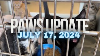 Kittens and Dogs Galore for Adoption