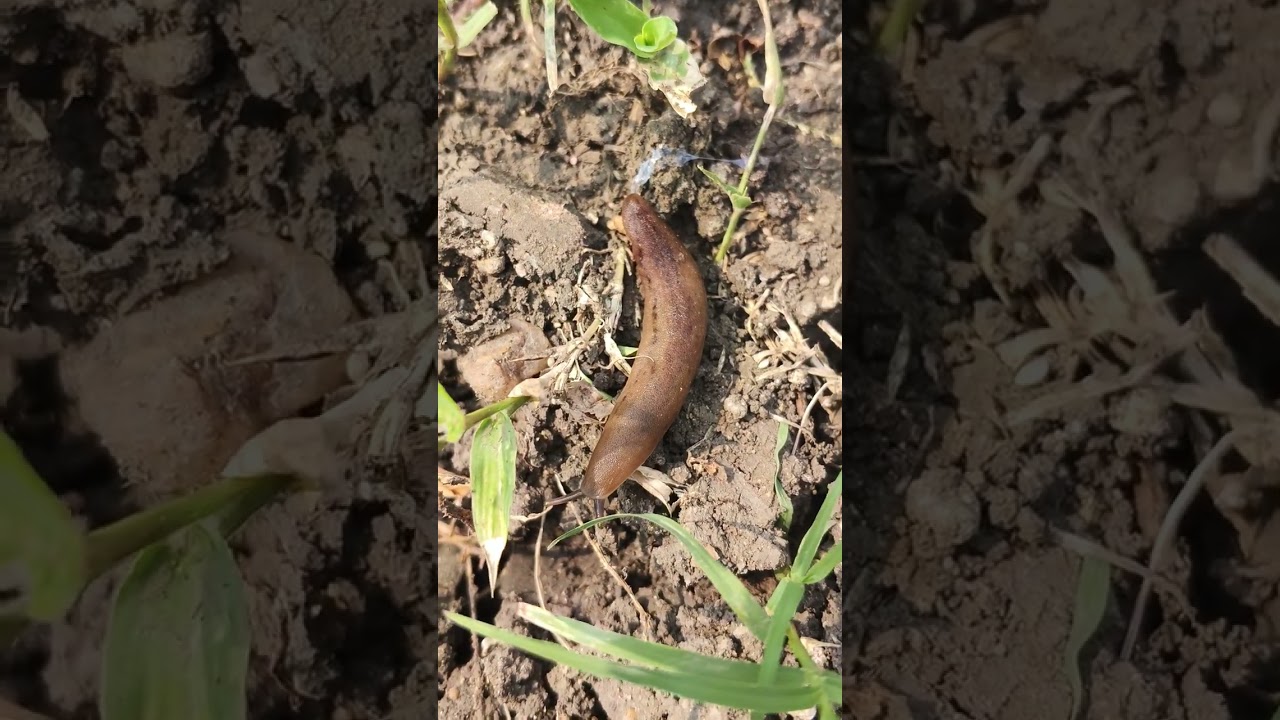 Kanchakacherlla daimond