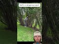 Golf is a dangerous sport 🫣