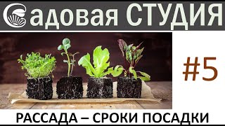 Рассада: чем подкармливать, как поливать, когда сеять семена.