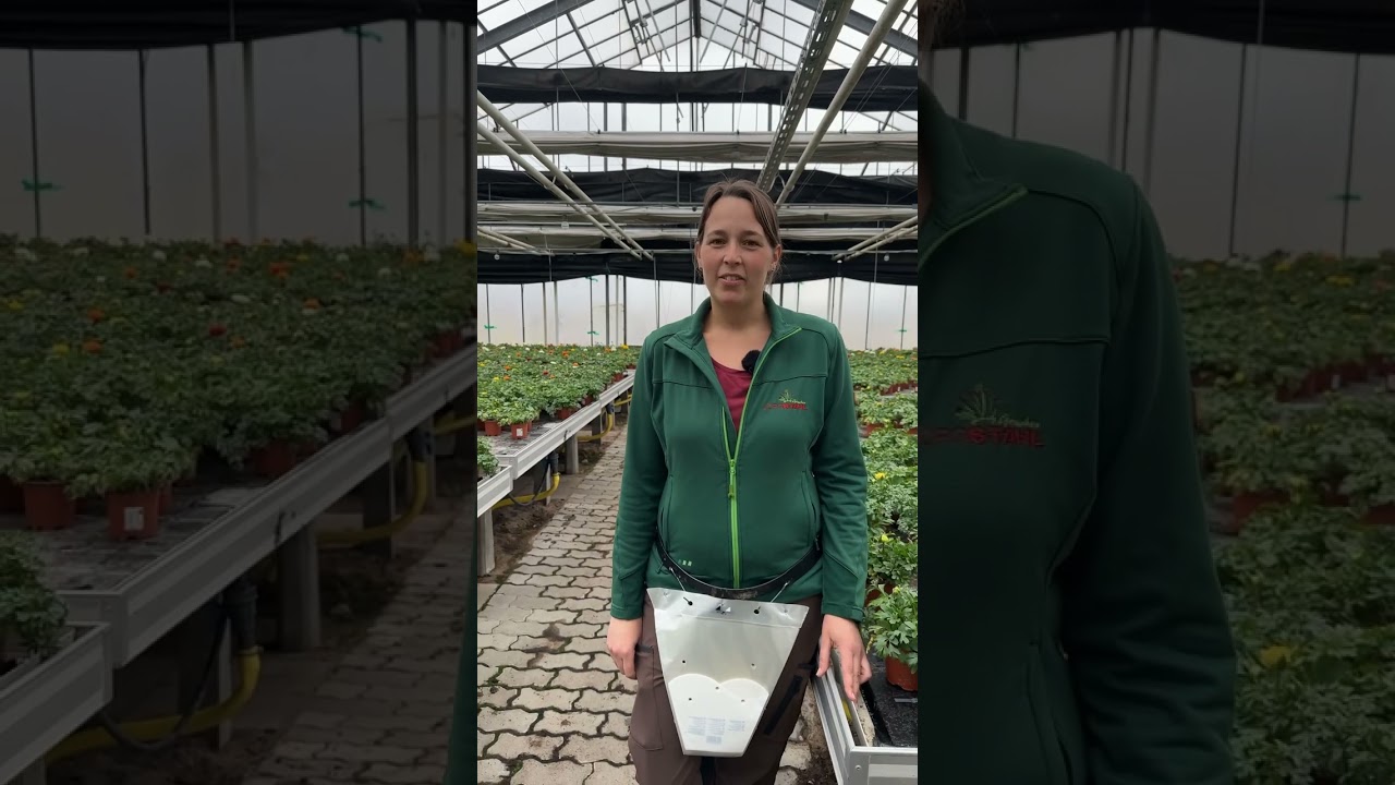 Jörg Stahl - Ranunkeln 🌺