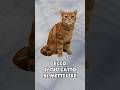 IL TUO GATTO IN BASE A COME TRATTI IL VIDEO! #youtubeshorts #cat