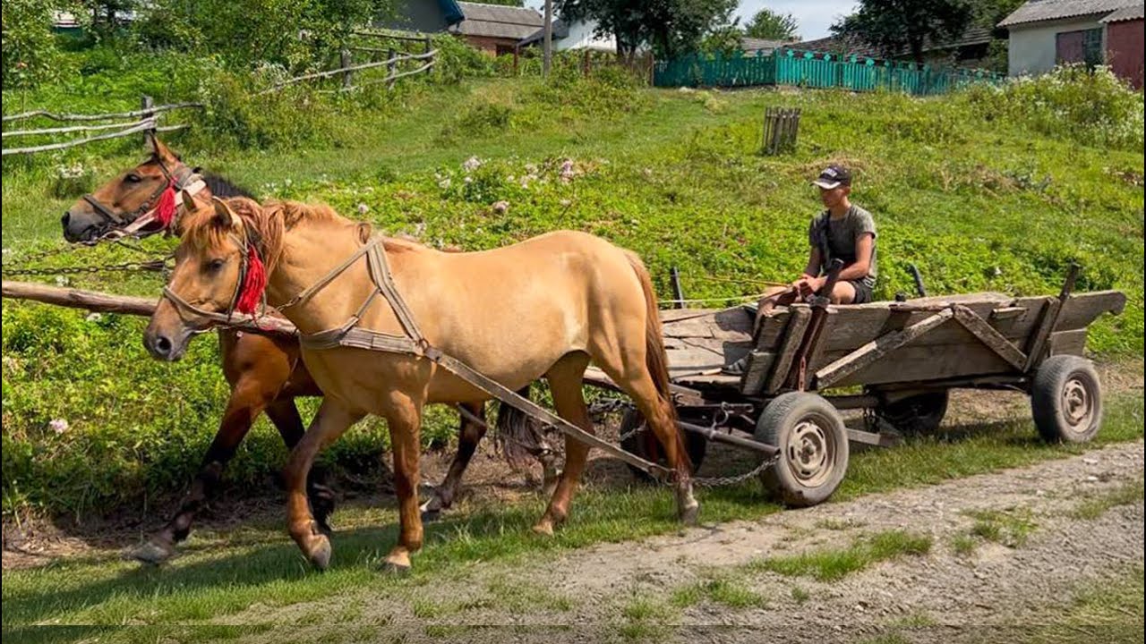Life in a Mountain Village: Farming with Horses and Nature's Beauty