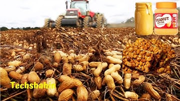 How Peanut Butter Is Made Peanut Harvesting And Processing With Modern Technology Reaction