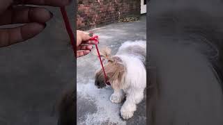 Dar rahi hai Jeeny 🤣😇 #youtube #shortvideo #minivlog