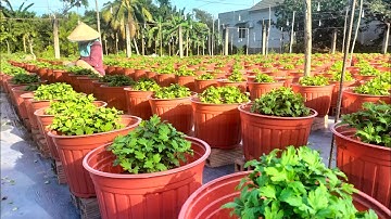 Ngắt đọt lần 2 cho mâm xôi Hàn, Chia sẻ của cô về chăm sóc Cúc mâm xôi Hàn(28/8) #cucmamxoi #flowers