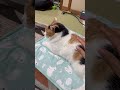 【三毛猫】ローテーションで甘えにくるミケ